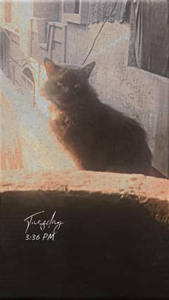 Black Chantilly - Tiffany Cat.