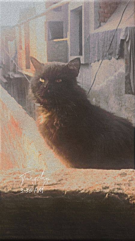 Black Chantilly - Tiffany Cat. 1