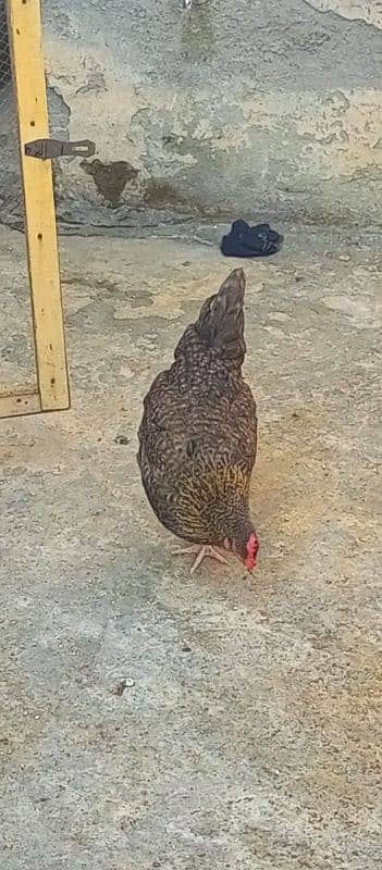 desi 10 hens available for sale pher piece 1400 3