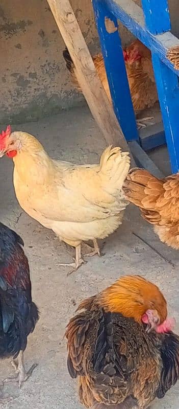 desi 10 hens available for sale pher piece 1400 4