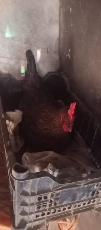 desi 10 hens available for sale pher piece 1400 6