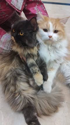 35k Persian Doll face Cat pair triple coated,10 month old,vaccinated