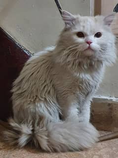 Persian male cat