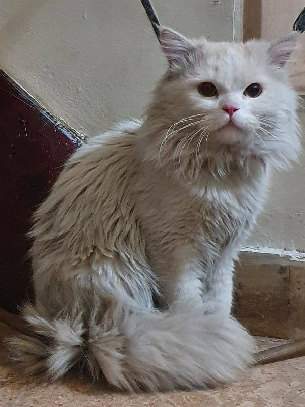 Persian male cat 0