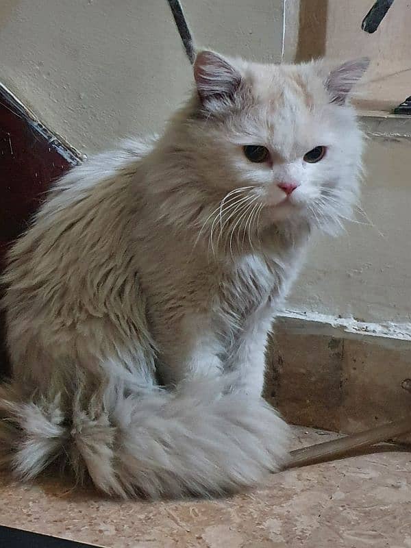 Persian male cat 1