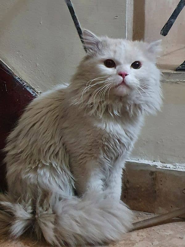 Persian male cat 3