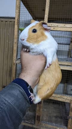 Guinea