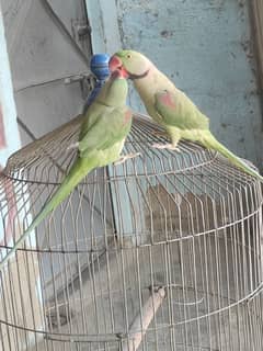 green parrot talking