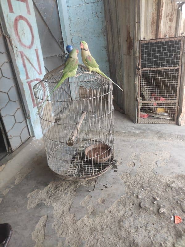 green parrot talking 1