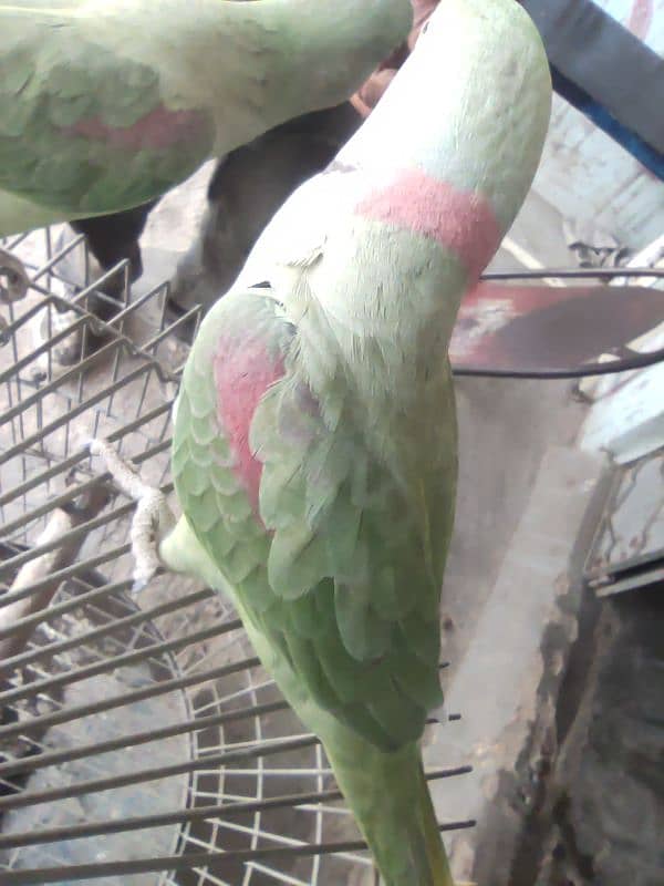 green parrot talking 2