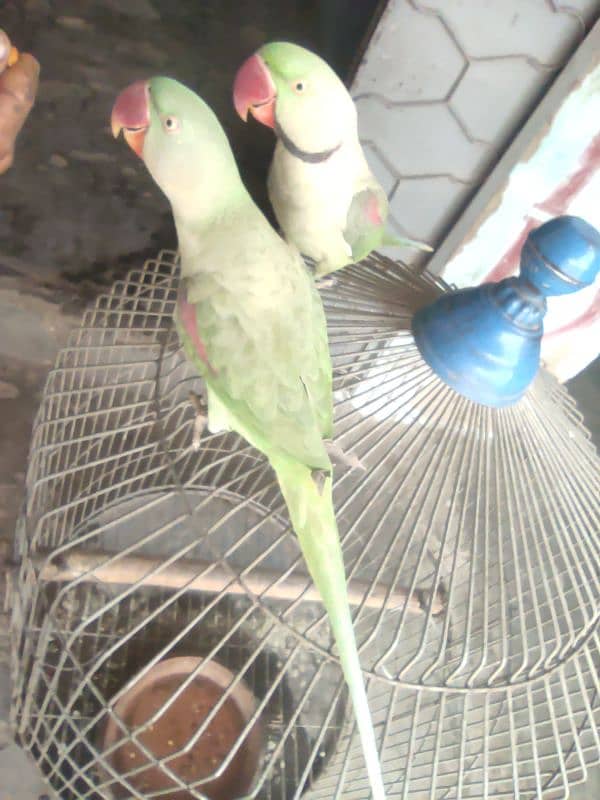 green parrot talking 3