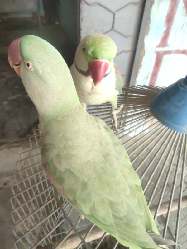 green parrot talking 4