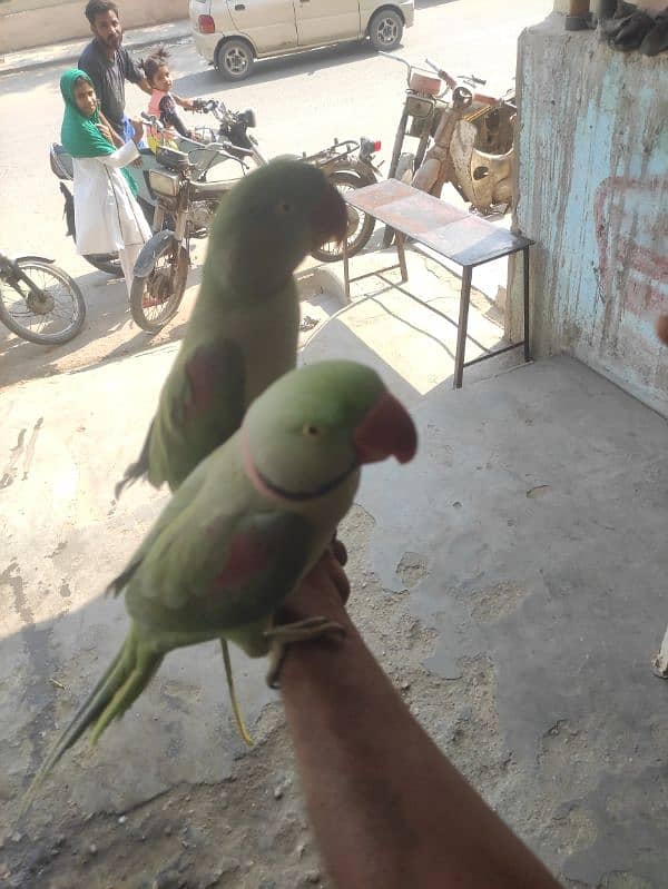 green parrot talking 5