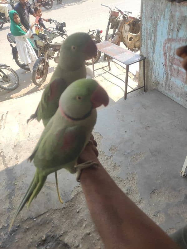 green parrot talking 6