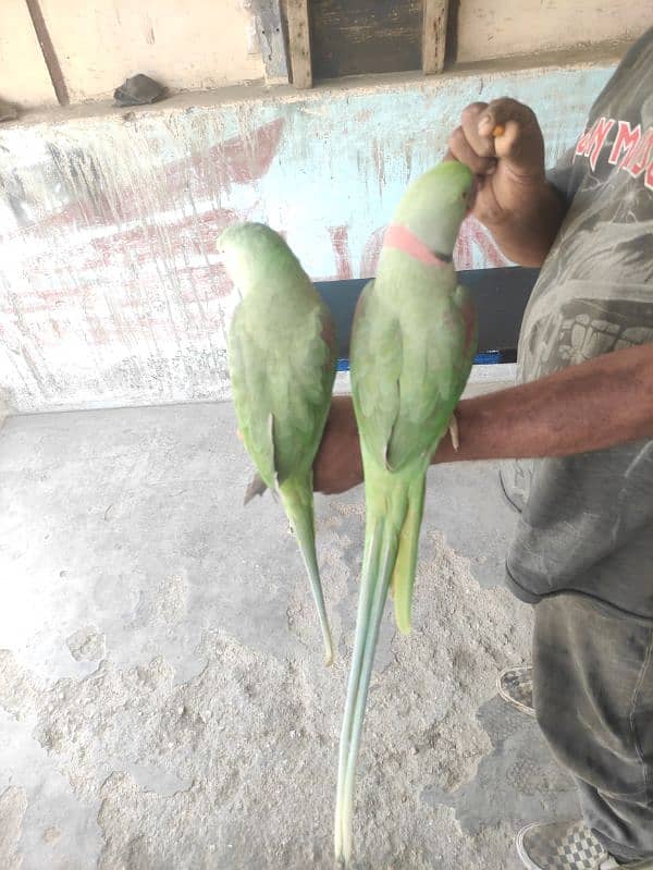 green parrot talking 7