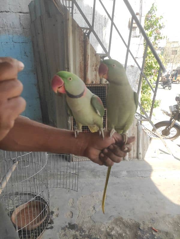 green parrot talking 10