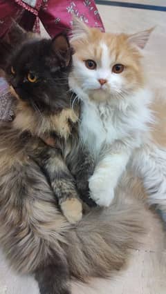 35k Persian Doll face Cat pair triple coated,10 month old,vaccinated