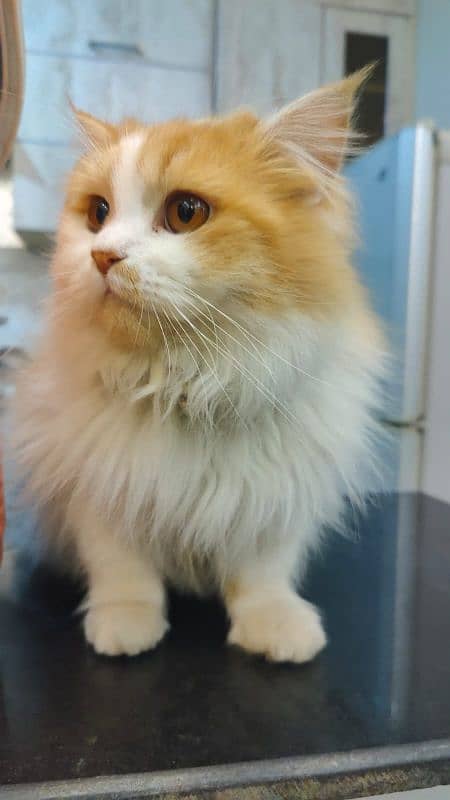 35k Persian Doll face Cat pair triple coated,10 month old,vaccinated 1