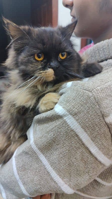 35k Persian Doll face Cat pair triple coated,10 month old,vaccinated 2