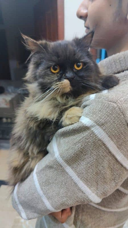 35k Persian Doll face Cat pair triple coated,10 month old,vaccinated 3