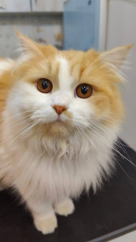 35k Persian Doll face Cat pair triple coated,10 month old,vaccinated 4