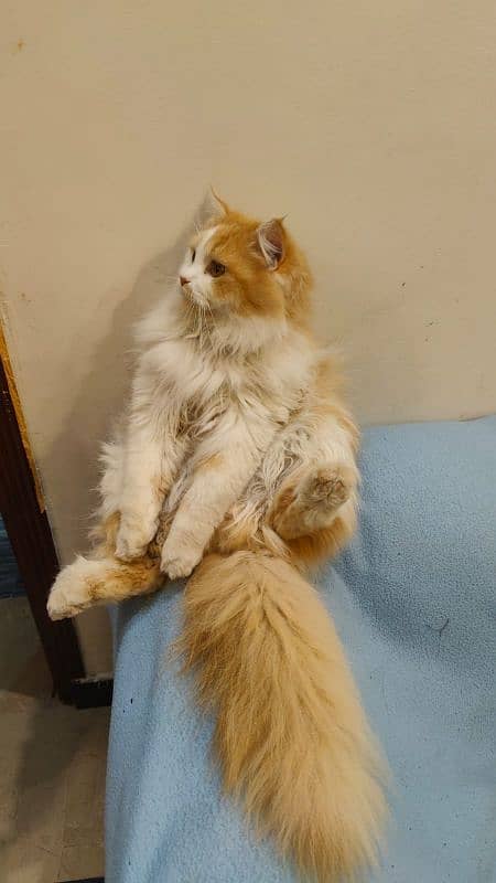 35k Persian Doll face Cat pair triple coated,10 month old,vaccinated 5