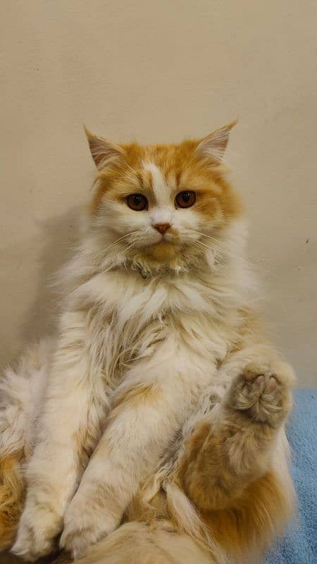 35k Persian Doll face Cat pair triple coated,10 month old,vaccinated 6