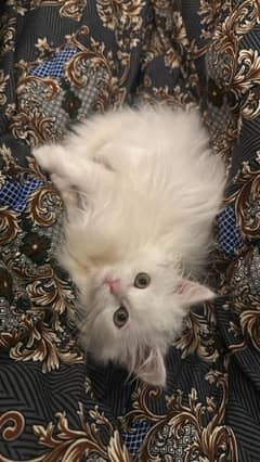 Triple Coat Male persian kitten