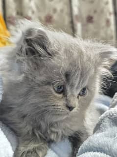 pure persian tripple coated 2 months old