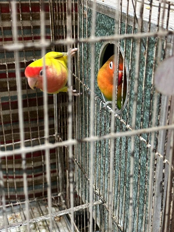 love bird 1