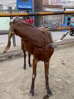 doodh wali bakri for sale