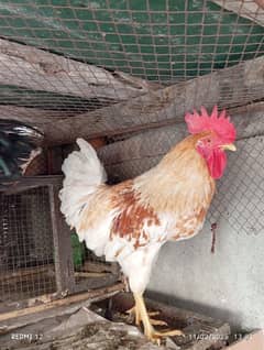 cock Hen