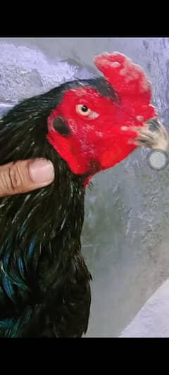 shamo hen