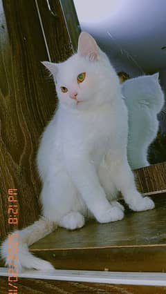 white pure percian Cat