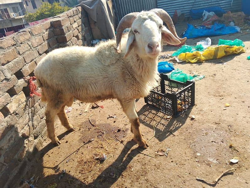 sheep for urgent sale 03005334791 0