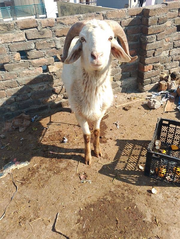 sheep for urgent sale 03005334791 1