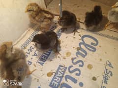 Chicks for sale