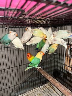 Love Birds/Castino/Strata off-line/Criminal/parrots/albino/blue bird