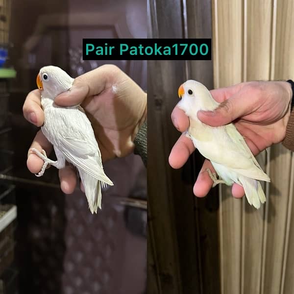 Love Birds/Castino/Strata off-line/Criminal/parrots/albino/blue bird 1