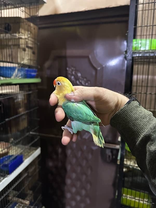 Love Birds/Castino/Strata off-line/Criminal/parrots/albino/blue bird 3