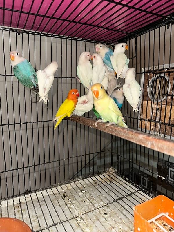 Love Birds/Castino/Strata off-line/Criminal/parrots/albino/blue bird 9