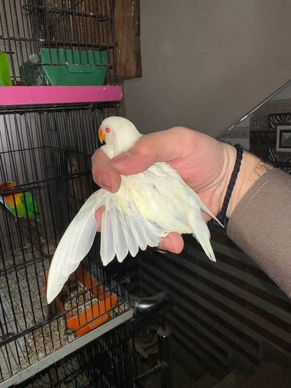 Love Birds/Castino/Strata off-line/Criminal/parrots/albino/blue bird 12