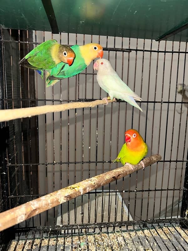 Love Birds/Castino/Strata off-line/Criminal/parrots/albino/blue bird 13