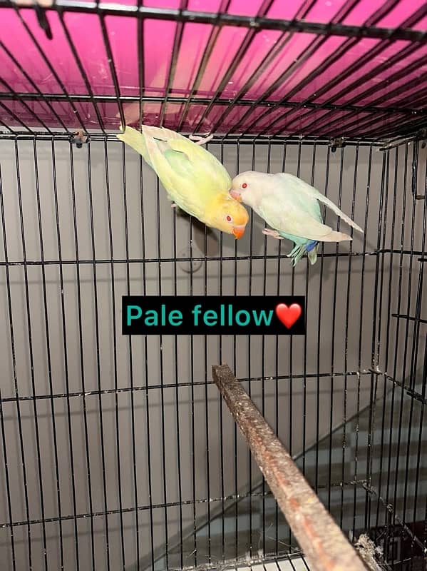 Love Birds/Castino/Strata off-line/Criminal/parrots/albino/blue bird 14