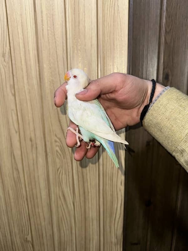 Love Birds/Castino/Strata off-line/Criminal/parrots/albino/blue bird 16