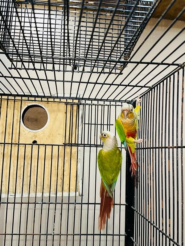 Love Birds/Castino/Strata off-line/Criminal/parrots/albino/blue bird 17