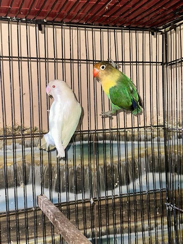 Love Birds/Castino/Strata off-line/Criminal/parrots/albino/blue bird 18