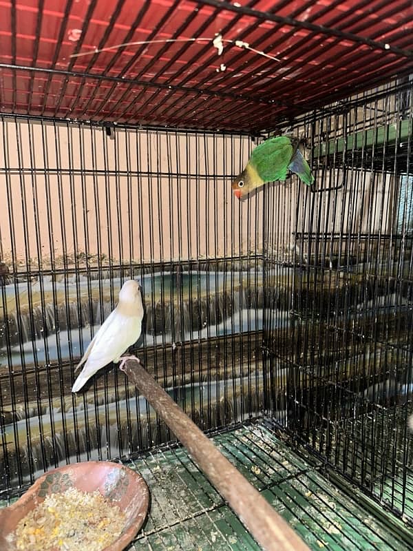 Love Birds/Castino/Strata off-line/Criminal/parrots/albino/blue bird 19