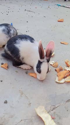 rabbit baby for sale