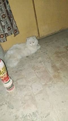 cats avibal